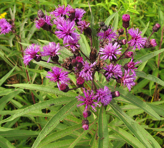 vernonia-noveboracensis