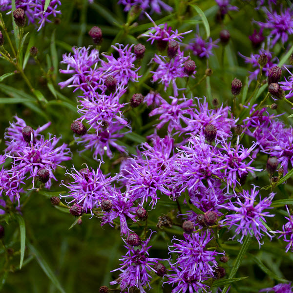 vernonia-southern-cross-ironweed