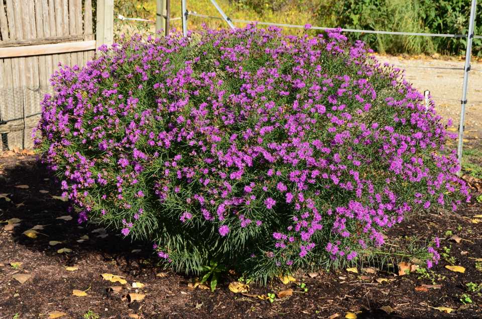 vernonia-summer-swan-song-ironweed