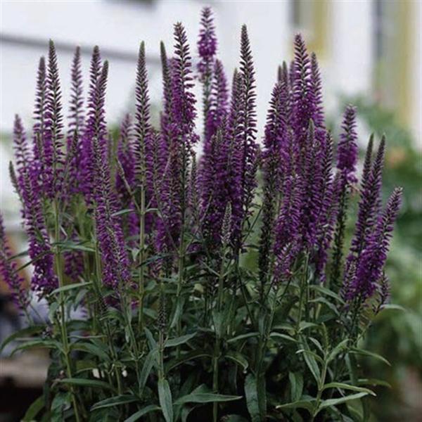 veronica-longifolia-eveline-long-leaf-speedwell