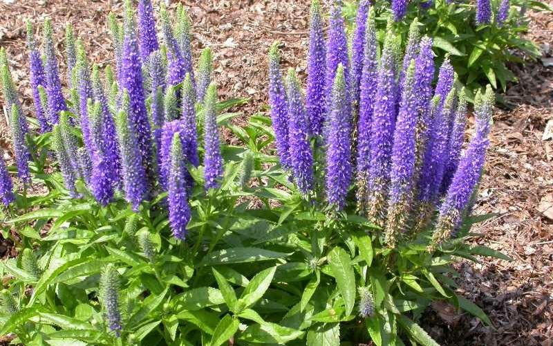 veronica-longifolia-first-glory-veronica-speedwell