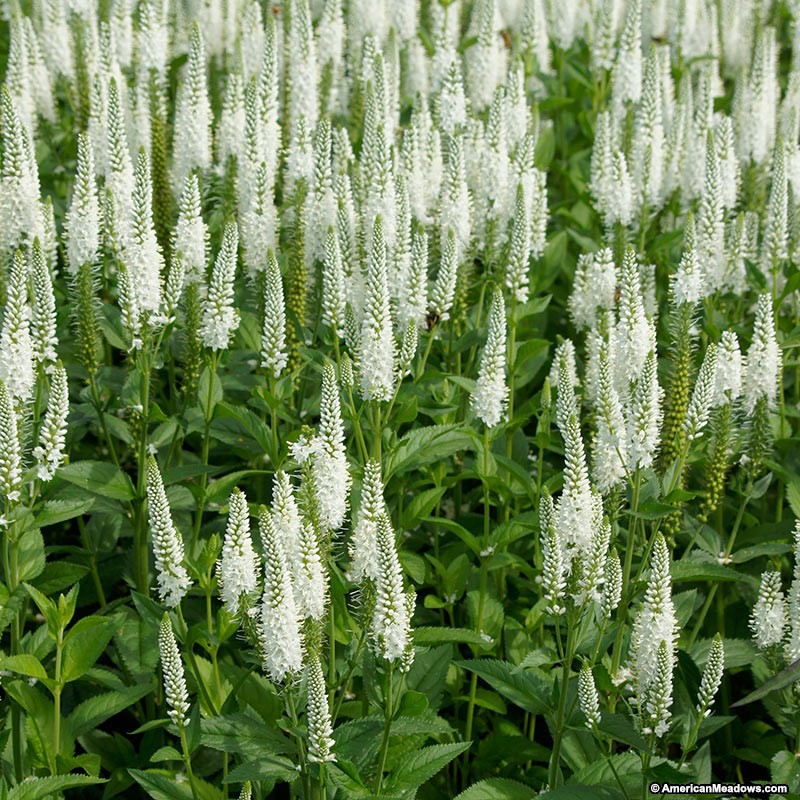 veronica-longifolia-first-lady-tall-speedwell