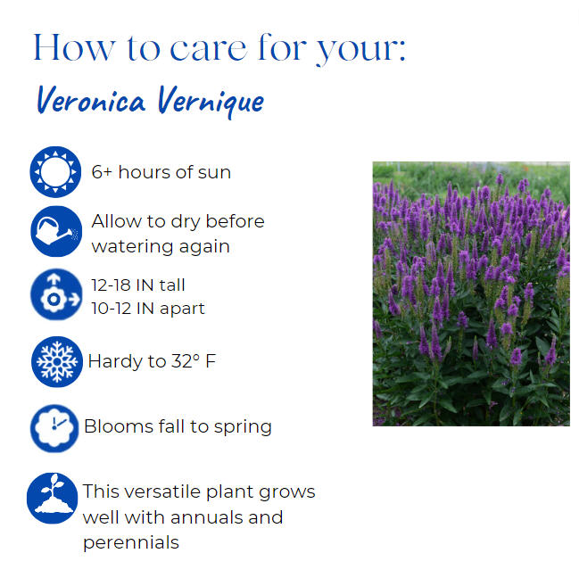 veronica-longifolia-vernique-dark-blue-long-leaf-speedwell