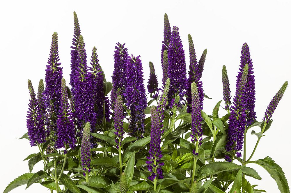 veronica-longifolia-vernique-dark-blue-long-leaf-speedwell