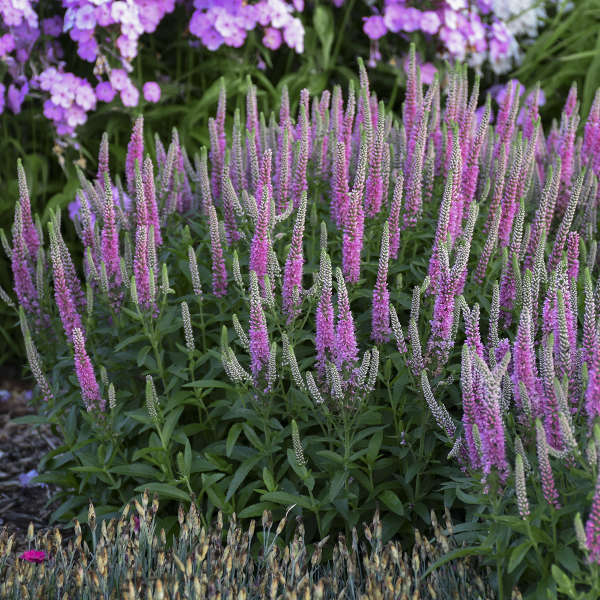 veronica-magic-show-pink-potion-speedwell