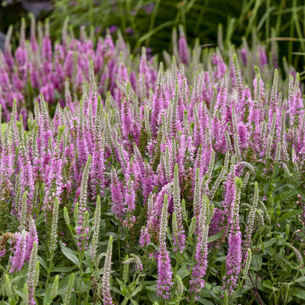 veronica-magic-show-pink-potion-speedwell