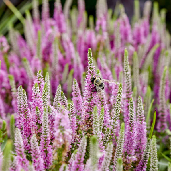 veronica-magic-show-pink-potion-speedwell