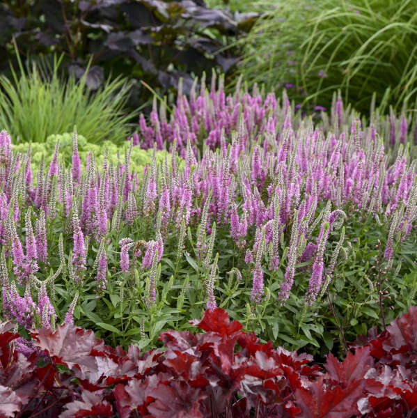 veronica-magic-show-pink-potion-speedwell