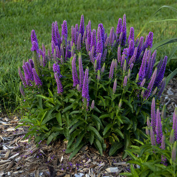 veronica-magic-show-purple-illusion