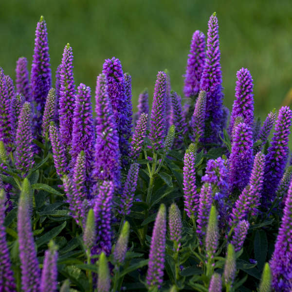 veronica-magic-show-purple-illusion