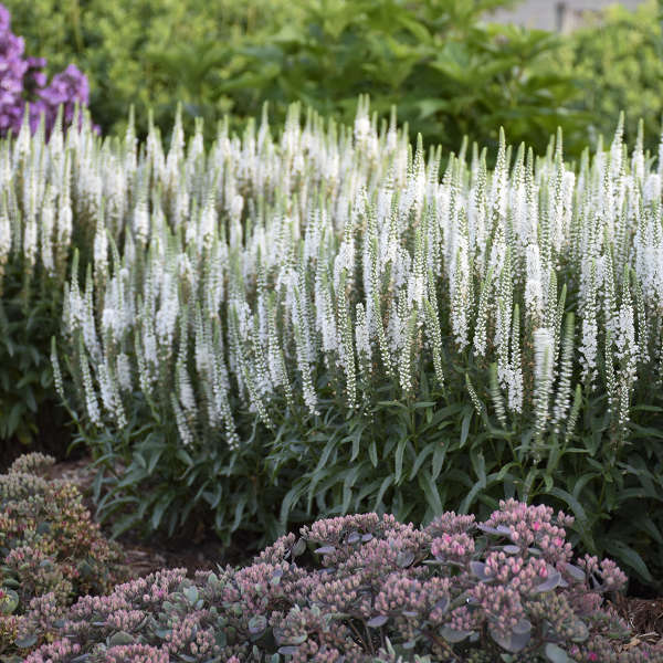 veronica-magic-show-white-wands-speedwell