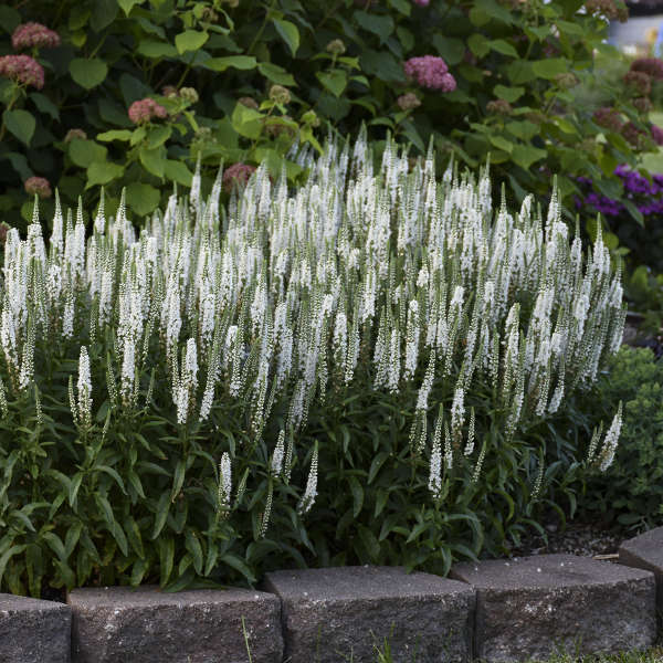 veronica-magic-show-white-wands-speedwell