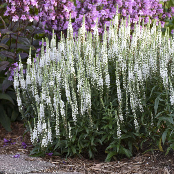veronica-magic-show-white-wands-speedwell