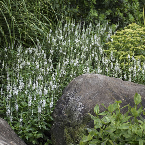 veronica-magic-show-white-wands-speedwell