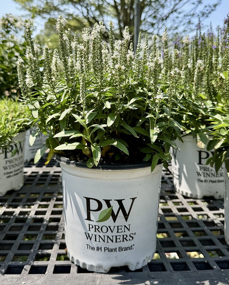 veronica-magic-show-white-wands-speedwell
