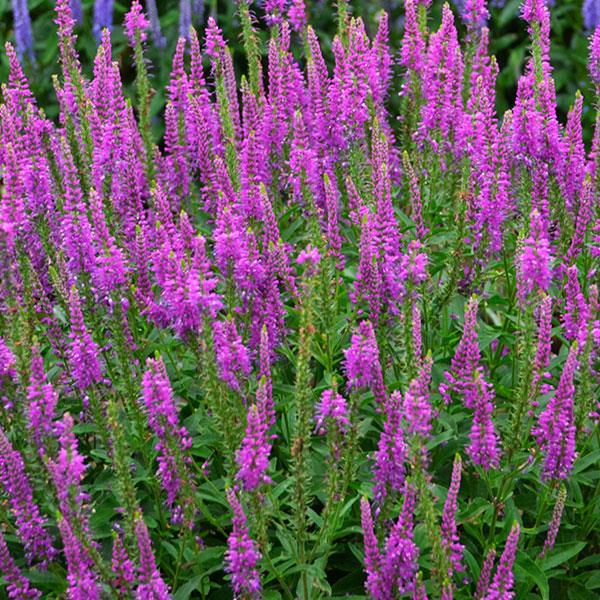 veronica-mona-lisa-smile-spike-speedwell