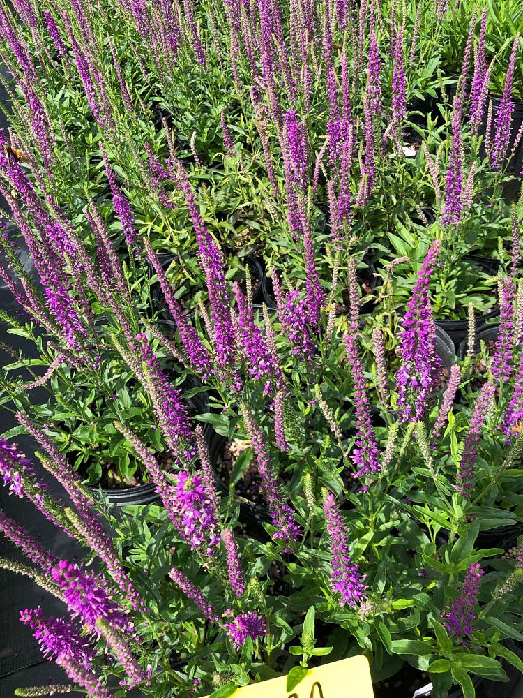 veronica-mona-lisa-smile-spike-speedwell