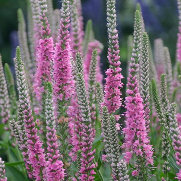 veronica-perfectly-picasso-speedwell