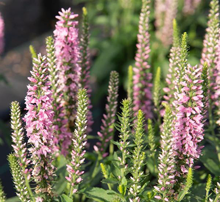 veronica-pink-moody-blues-speedwell