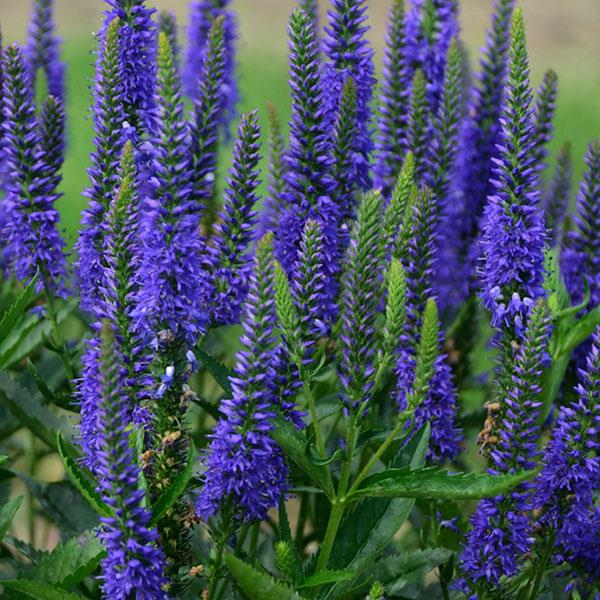 veronica-royal-rembrandt-spike-speedwell
