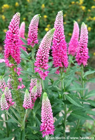 veronica-spicata-first-love-veronica-speedwell