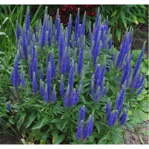 veronica-spicata-glory-spike-speedwell-royal-candles