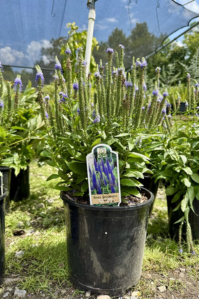 veronica-spicata-glory-spike-speedwell-royal-candles