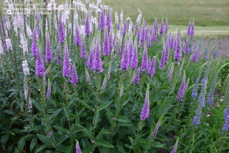 veronica-spicata-purpleicious-spike-speedwell
