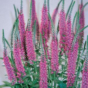 veronica-spicata-red-fox-spike-speedwell-rotfuchs