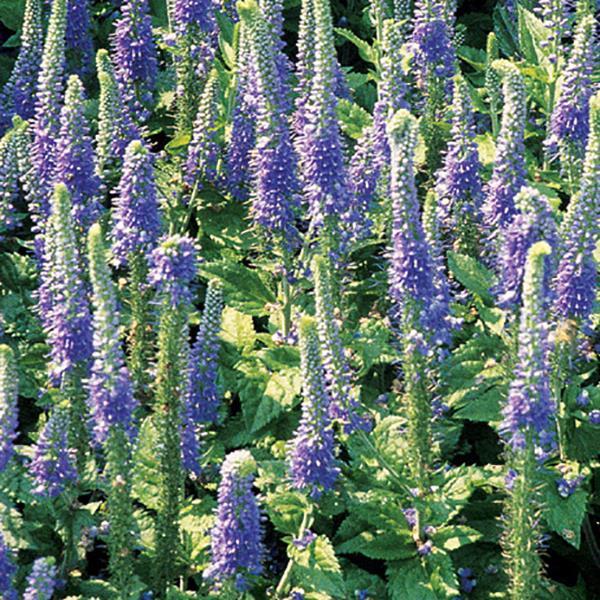 veronica-sunny-border-blue-spike-speedwell
