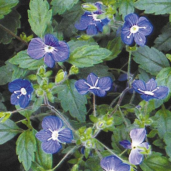 veronica-umbrosa-georgia-blue-speedwell-creeping-veronica