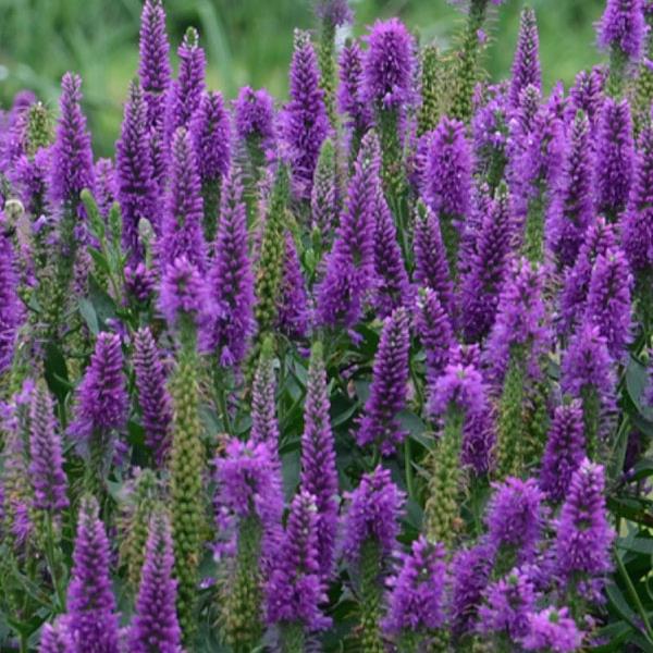 veronica-very-van-gogh-spike-speedwell