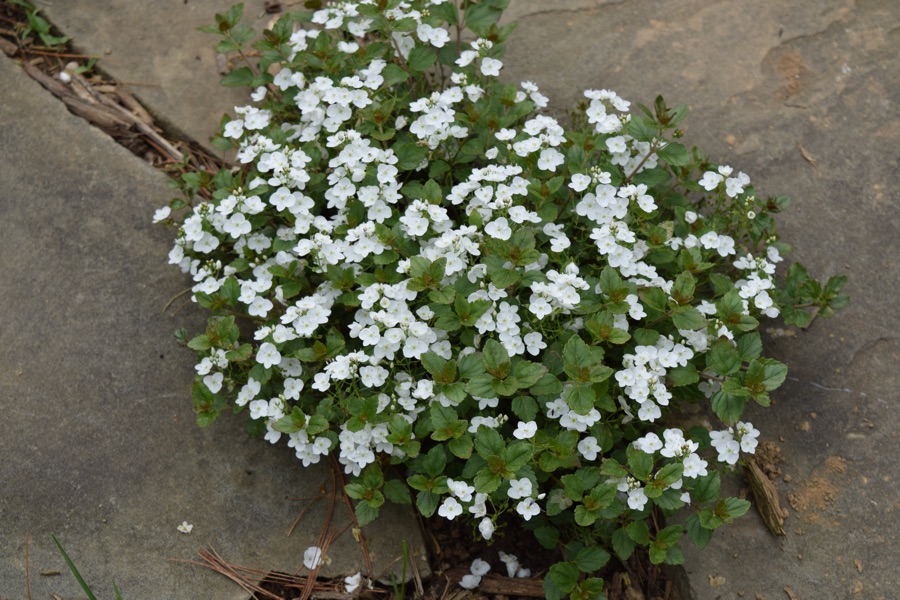 veronica-whitewater-whitewater-speedwell
