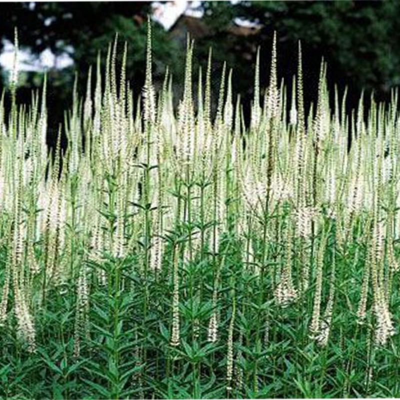 veronicastrum-virginicum-alba-white-culver-s-root