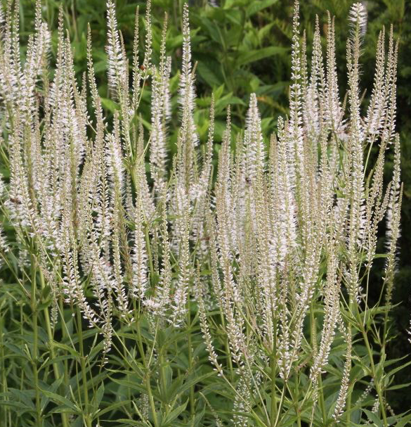 veronicastrum-virginicum-culver-s-root