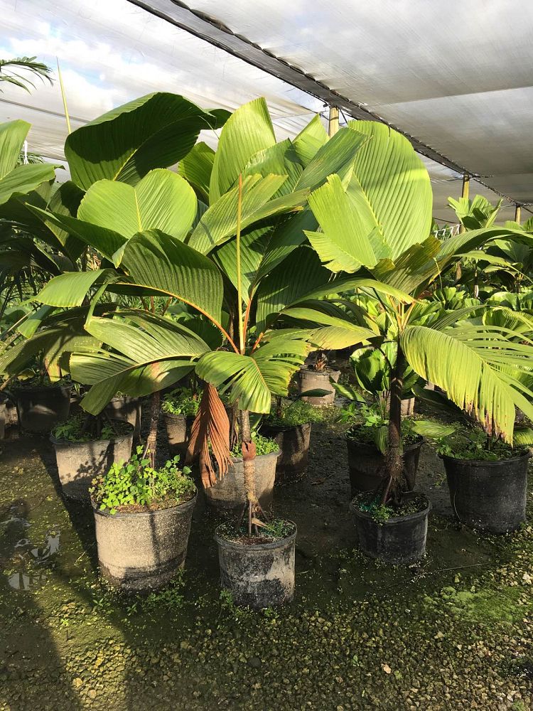 verschaffeltia-splendida-stilt-palm