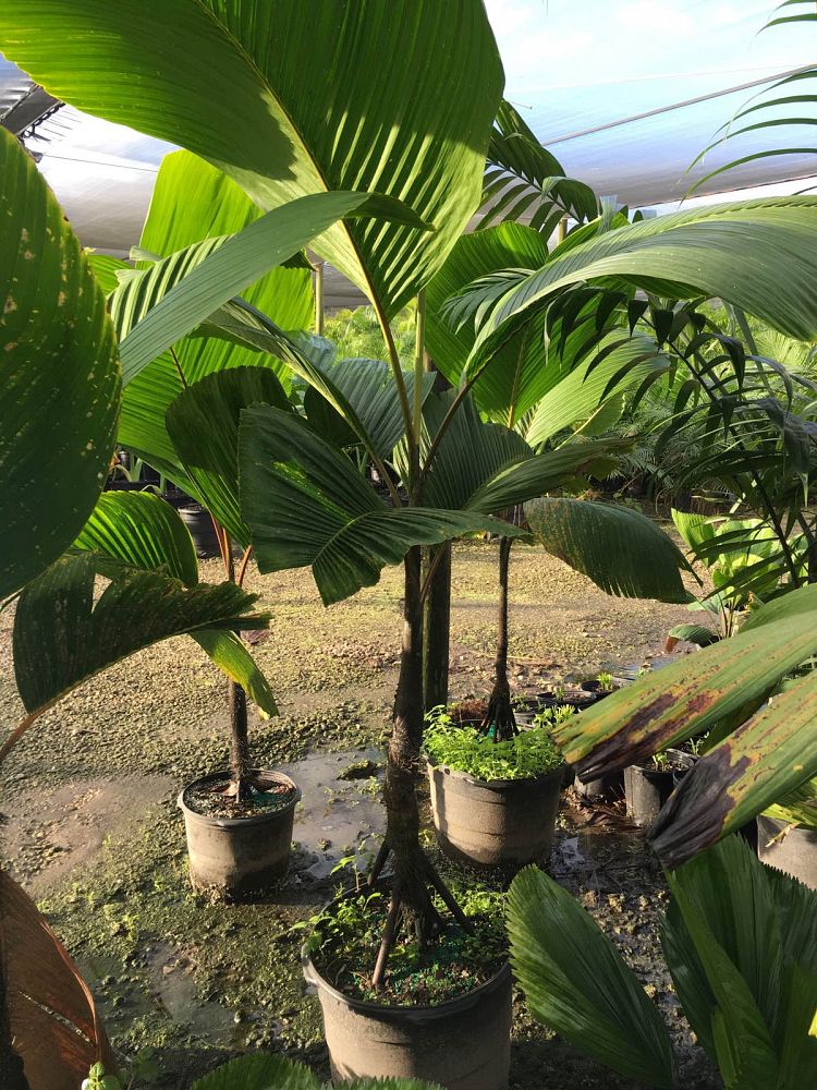 verschaffeltia-splendida-stilt-palm