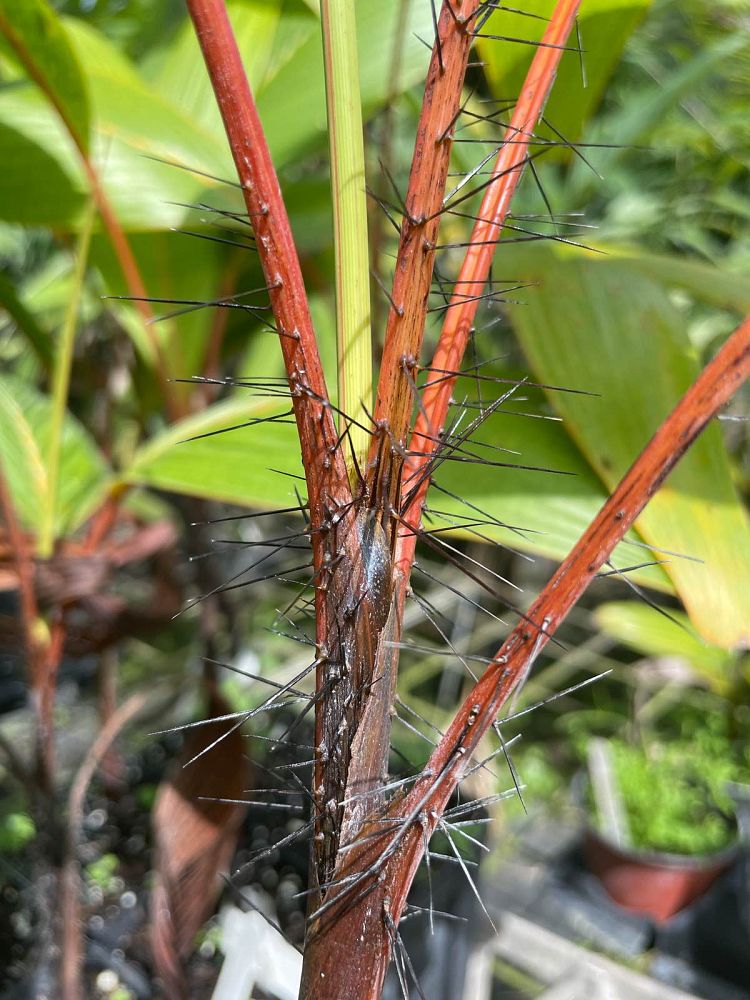 verschaffeltia-splendida-stilt-palm