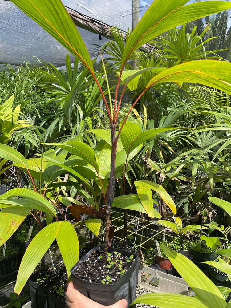 verschaffeltia-splendida-stilt-palm