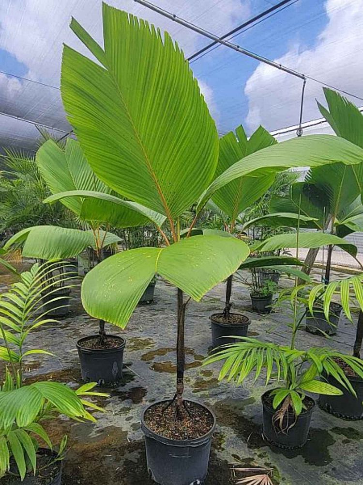 verschaffeltia-splendida-stilt-palm