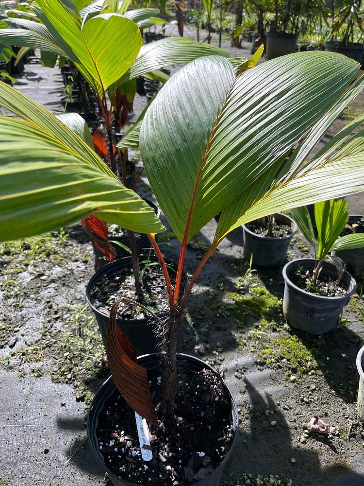 verschaffeltia-splendida-stilt-palm