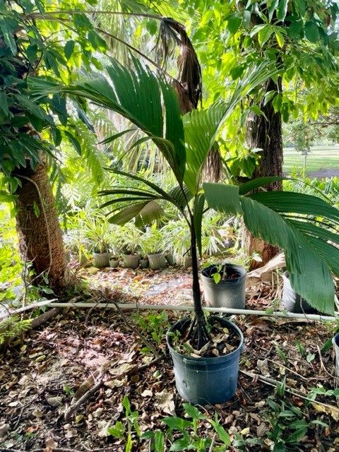 verschaffeltia-splendida-stilt-palm