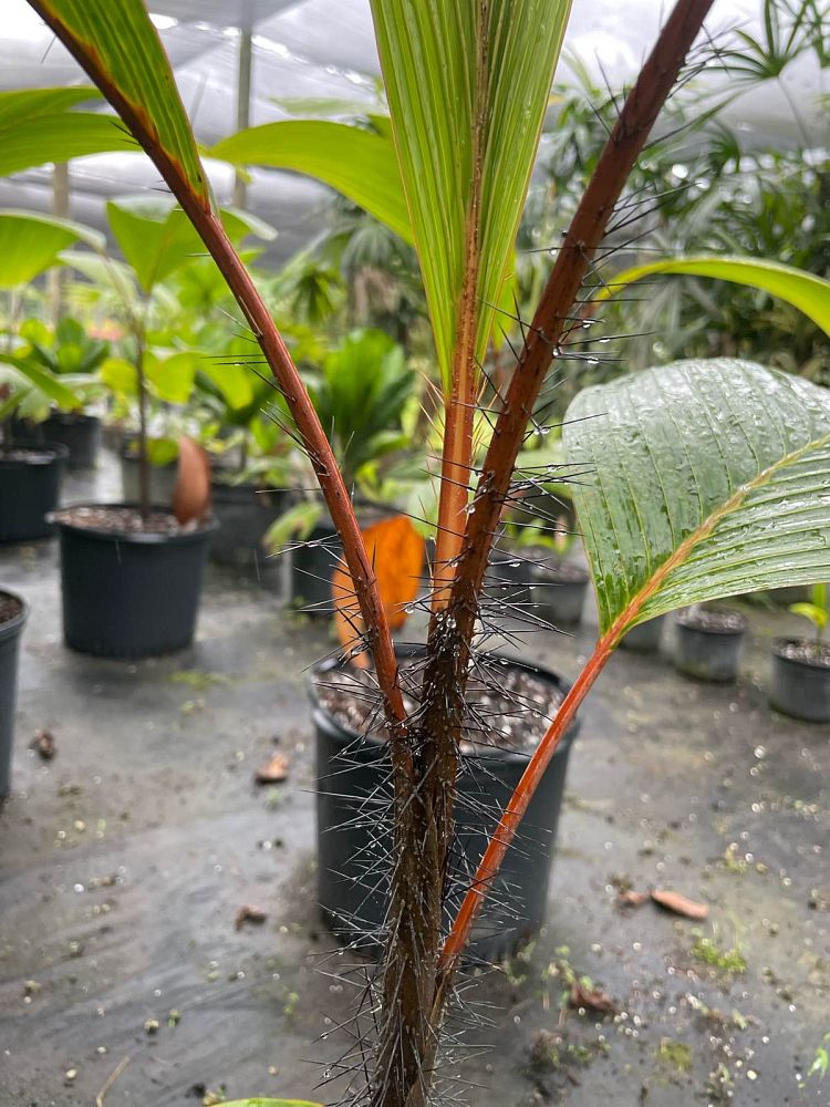 verschaffeltia-splendida-stilt-palm