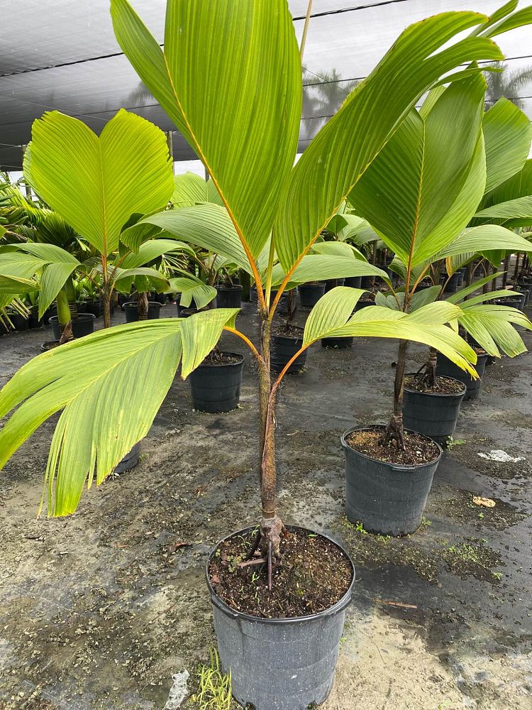 verschaffeltia-splendida-stilt-palm
