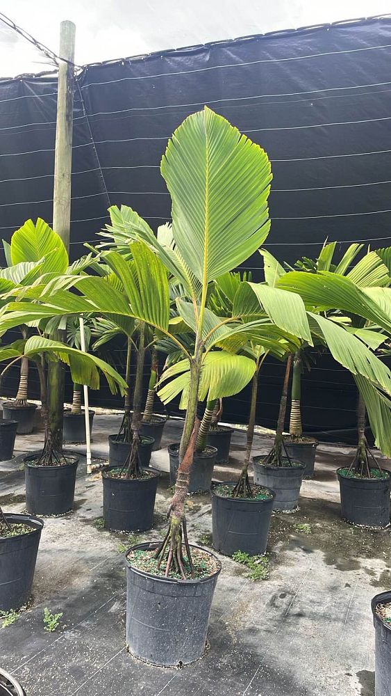 verschaffeltia-splendida-stilt-palm