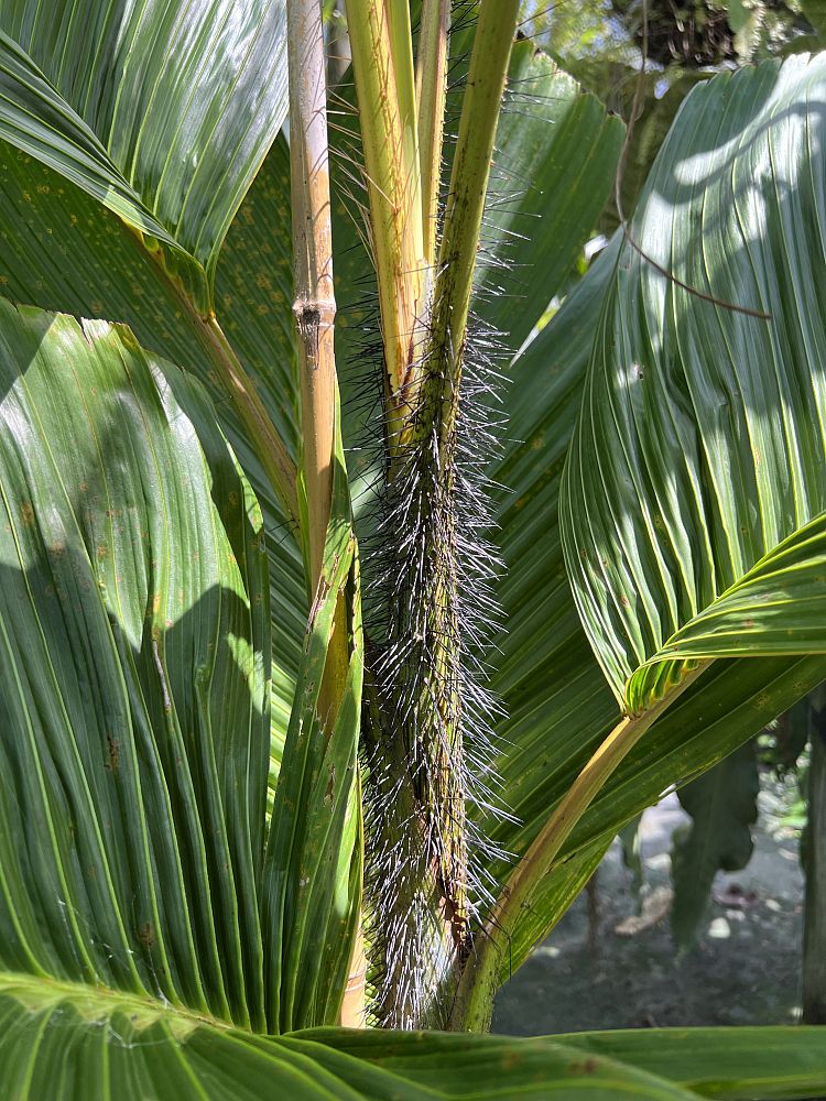 verschaffeltia-splendida-stilt-palm