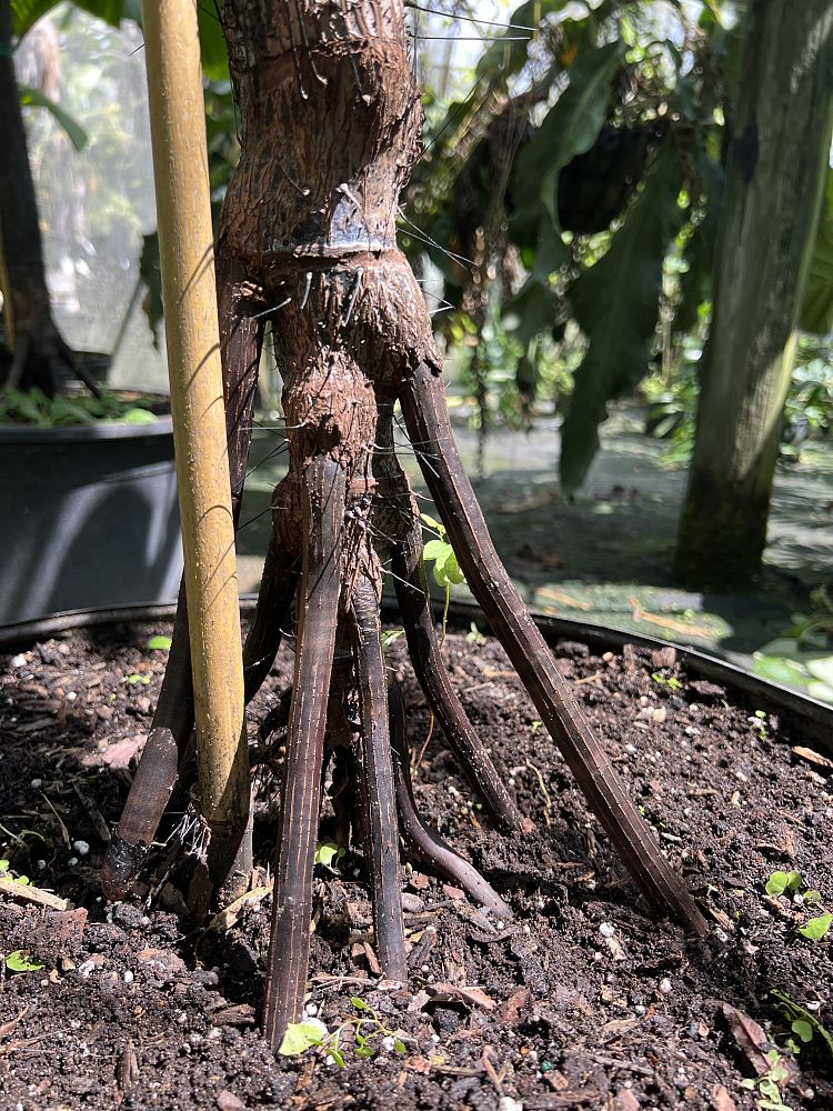 verschaffeltia-splendida-stilt-palm