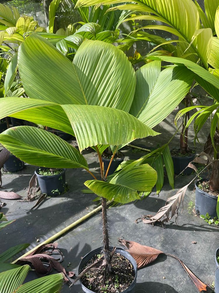 verschaffeltia-splendida-stilt-palm