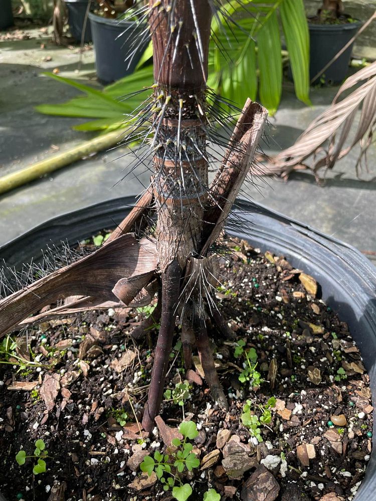 verschaffeltia-splendida-stilt-palm