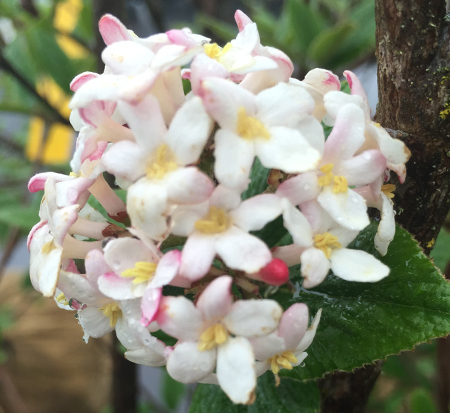 viburnum-carlesii-koreanspice-viburnum